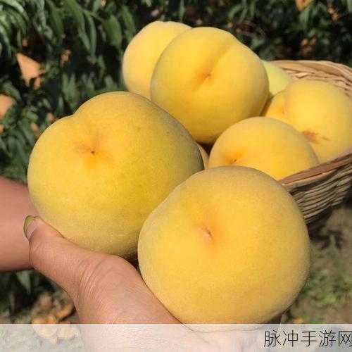 国精产品999一区二区三区密桃：拓展国精产品999一区二区三区密桃，打造精品果品新体验