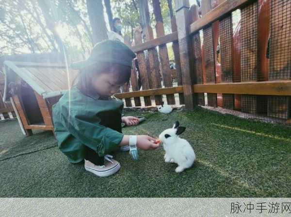 老师的两个大兔子在衬衫里：拓展老师的两个大兔子藏在衬衫里的趣味故事