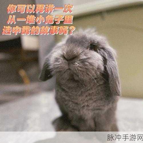 老师的两个大兔子在衬衫里：拓展老师的两个大兔子藏在衬衫里的趣味故事