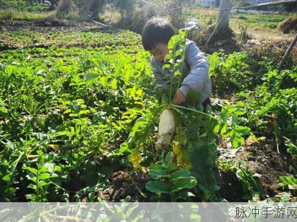 拔萝卜打牌不盖被子免费：快乐生活：拔萝卜、打牌与无忧的夜晚