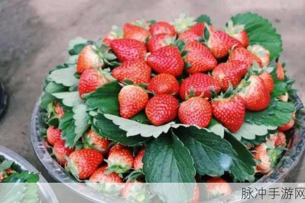 黄草莓视频：探索黄草莓视频的奇妙世界：精彩内容尽在其中！