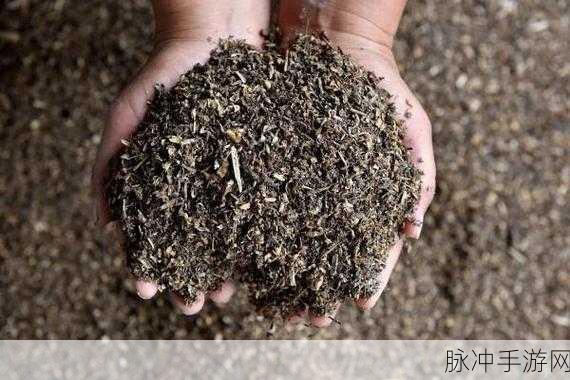 虫虫资源库：全面提升虫虫资源库的内容与价值，助力用户更好地利用。