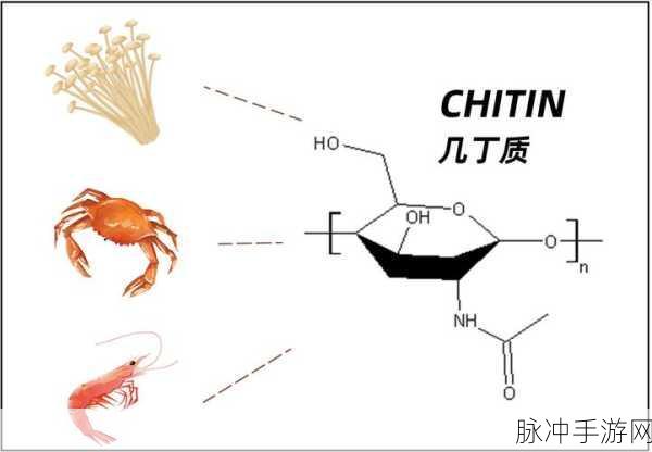 蛛魔几丁质：蛛魔的几丁质：探索其生物学特性与应用前景