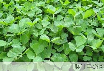 成品人和精品人的区别三叶草：三叶草：成品人和精品人的区别与成长之路