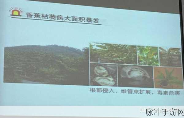 麻豆精产一二三产区香蕉：拓展麻豆地区一二三产业香蕉种植及其市场前景分析