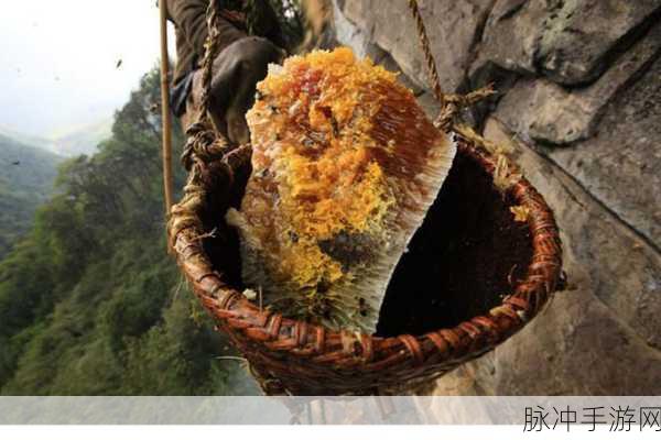 采蜜1.1冷门：采蜜探秘：揭秘冷门蜂蜜的独特魅力与健康益处