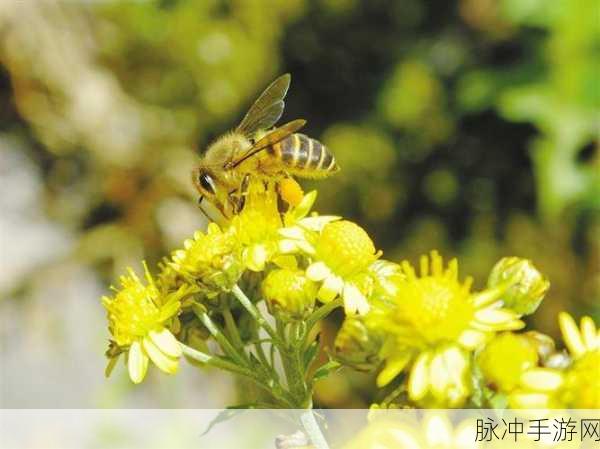 采蜜1.1冷门：采蜜探秘：揭秘冷门蜂蜜的独特魅力与健康益处