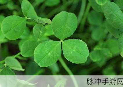 三叶草亚在线浏览：探索三叶草亚的无限可能性，在线畅游新体验
