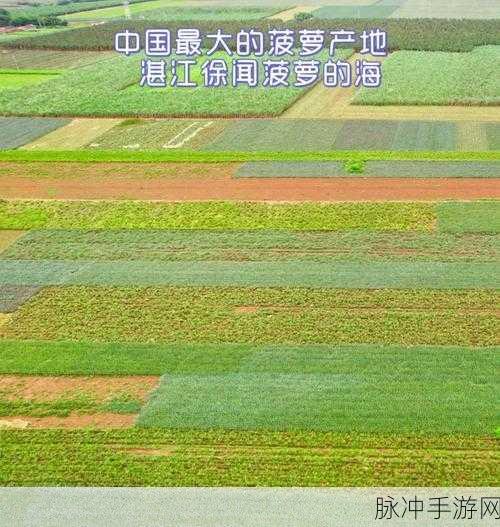 大菠萝福建网站：探索大菠萝福建网站的新趋势与热门话题，尽享网络精彩！