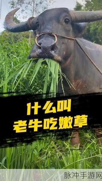 老牛嫩草一区二区三区观看体验：提升老牛嫩草一区二区三区观看体验的全新策略与方法