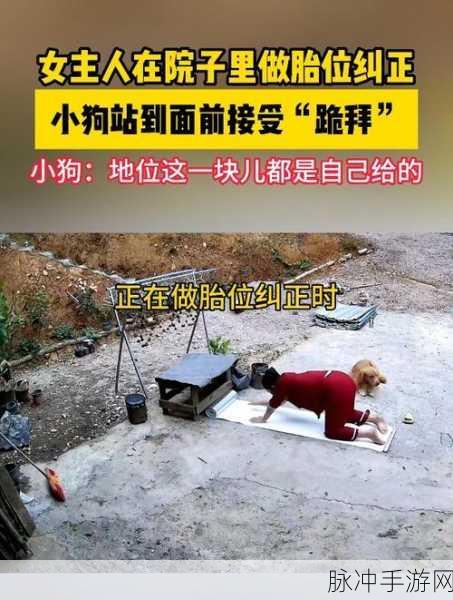 跪着主人走到面前应该怎么办：如何优雅地应对跪着主人走到面前的场景