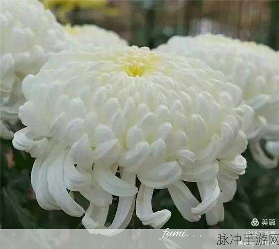 答错一题菊花放一支笔：错题后的反思：用菊花和一支笔记录成长的心路历程