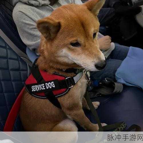 Zoom Dog：“Zoom Dog：探索宠物与远程工作结合的新时尚生活方式”