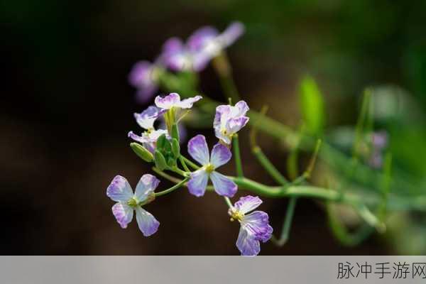野花论坛高清：探索自然之美：高清野花论坛的精彩世界