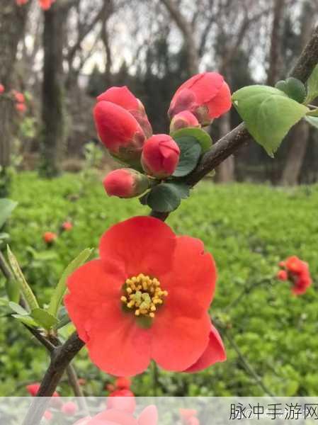 一起嗟嗟免费：拓展一起嗟嗟：共鸣与分享的美好时刻