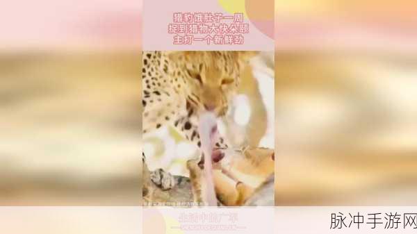 51cg.fun最新域名是多少：探索51cg.fun的新域名及其详细信息介绍
