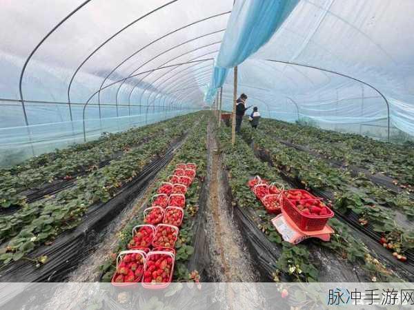 草莓视频4040：探索草莓视频4040：全新视听体验与无限精彩内容！