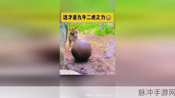 2019最新电影九牛：九牛：勇者无畏，挑战命运的传奇历程