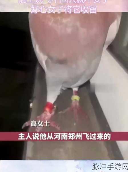 by迷路回家地址：迷路时如何找到回家的正确地址与方法指导