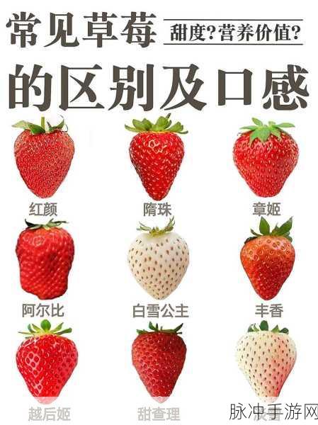 草梅视频：探索草梅的奇妙世界，揭秘它背后的故事与价值