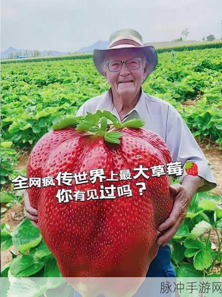 草梅视频：探索草梅的奇妙世界，揭秘它背后的故事与价值