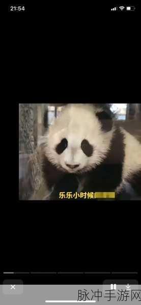 乐乐大熊猫眼睛被挖：乐乐大熊猫眼部遭受损伤，亟需保护与救助行动！