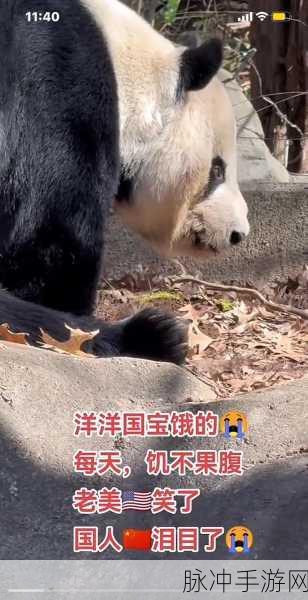 乐乐大熊猫眼睛被挖：乐乐大熊猫眼部遭受损伤，亟需保护与救助行动！