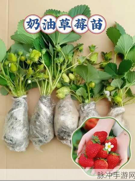草莓视频www：探索草莓视频的精彩内容，畅享无限乐趣与惊喜。