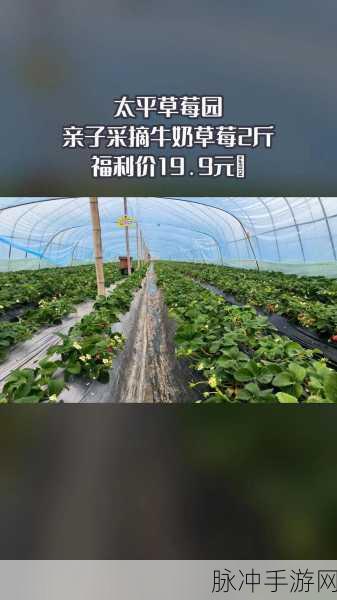 草莓视频www：探索草莓视频的精彩内容，畅享无限乐趣与惊喜。