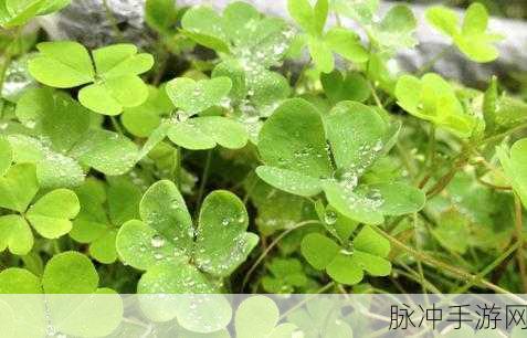 三叶草gy6793：三叶草GY6793：探索自然之美的全新旅程与体验
