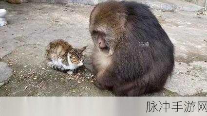 二人生猴子免费观看：全网热播：无删减版二人生猴子免费观看