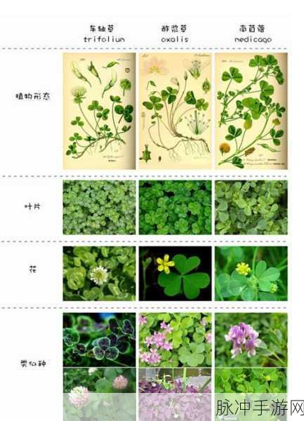 四叶草M码与欧洲码的区别：四叶草M码与欧洲码之间的详细区别解析