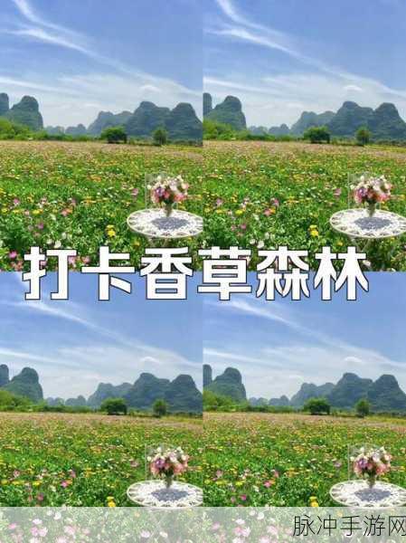 香草传媒：“香草传媒：连接创意与市场的桥梁，打造数字时代新风尚”