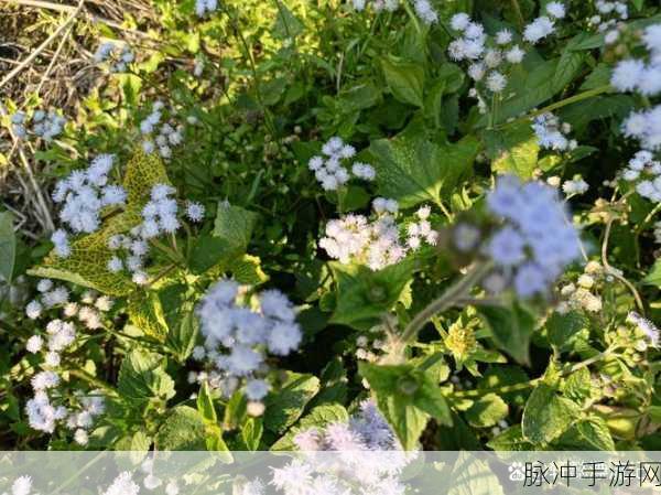 みんな夢でありました歌词：追逐梦想的旅程，心中的愿望永不止息