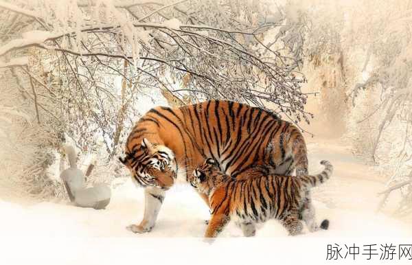 宿主需要jy才能变美：如何通过jy实现宿主的美丽蜕变与自我提升