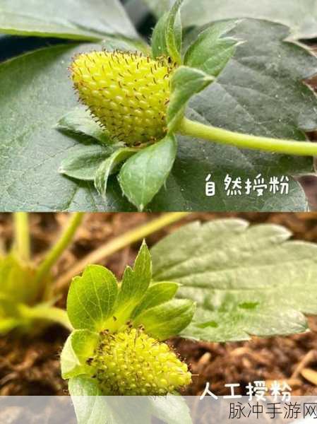 草莓视频破解：探索草莓视频破解的全新方法与技巧分享