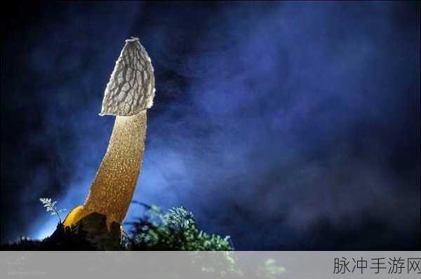 黑料公社蘑菇视频：探索黑料公社：揭秘蘑菇视频背后的真相与故事