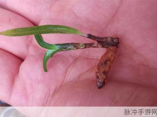 506寝室的灯灭了小莲的作文300字：小莲在506寝室灯灭后的成长与思考