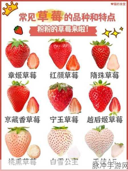 草莓黄色视频：探寻草莓的甜蜜秘密：黄色视频带你走进美味世界！