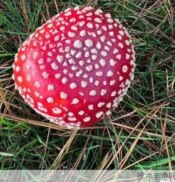 蘑菇视频红色logo黑料：揭秘拓展蘑菇视频红色Logo背后的黑幕与真相