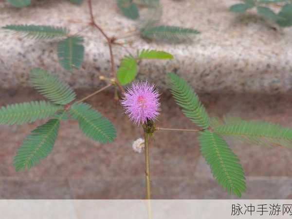 含羞草传媒2024隐藏线路：“2024年含羞草传媒全新隐藏线路揭秘与探索”