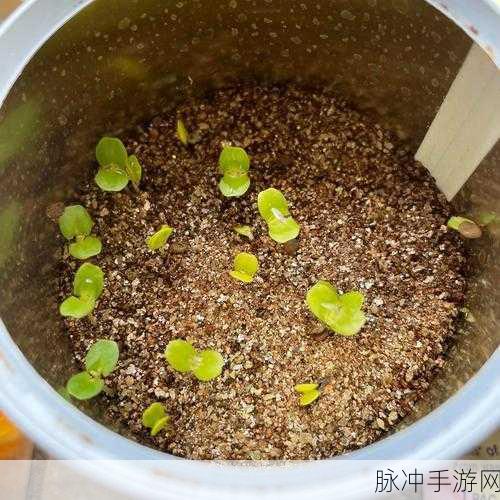 含羞草传媒2024隐藏线路：“2024年含羞草传媒全新隐藏线路揭秘与探索”