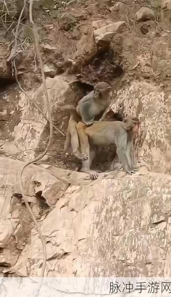 生猴子怎么最舒服：如何让生猴子在成长过程中感到最舒适？