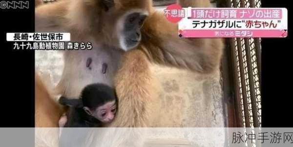 生猴子怎么最舒服：如何让生猴子在成长过程中感到最舒适？