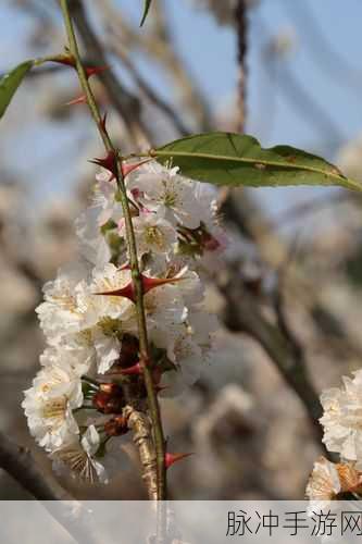 漾出flower樱花有翻译：“绽放春光中的樱花，感受自然的温柔气息”