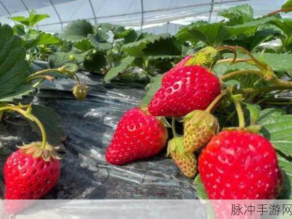 永久免费草莓视频入口破解版：畅享无限乐趣，永久免费草莓视频入口破解版全新上线！