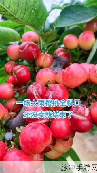 樱桃小视频：探索樱桃小视频：让生活更加多彩的短视频平台