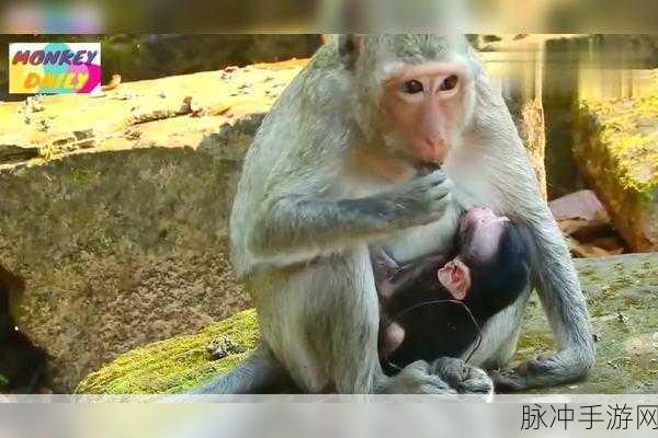 男生与女生一起生猴子的游戏3.6：男女同心协力，共创欢乐猴子游戏大冒险