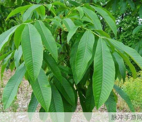 胡桃尿道口流出白色脓状物：胡桃尿道口分泌白色脓状物的原因与处理方法解析
