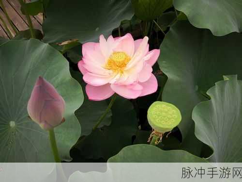 十大黄台禁用APP在线免费观看：全面揭秘十大黄台禁用APP的在线免费观看资源推荐
